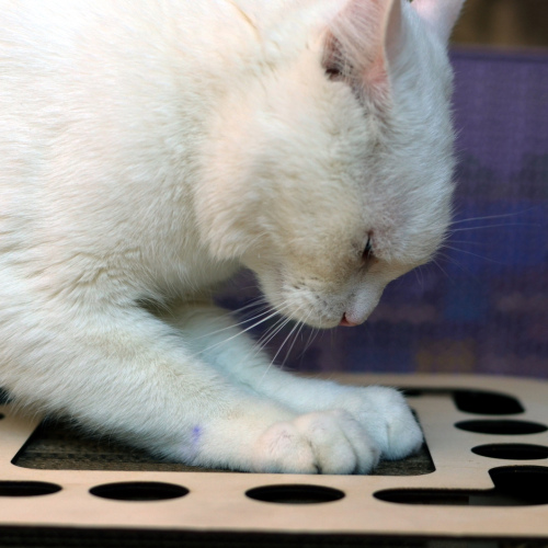 Когтеточка квадратная #1